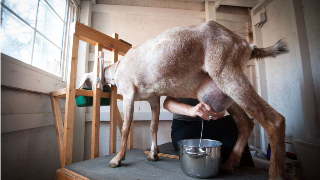 Optimalkan Produksi Susu Kambing dengan Limbah Sereh Wangi Amoniasi